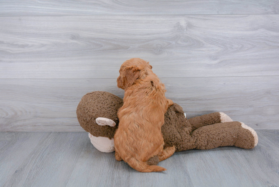 Best Mini Goldendoodle Baby