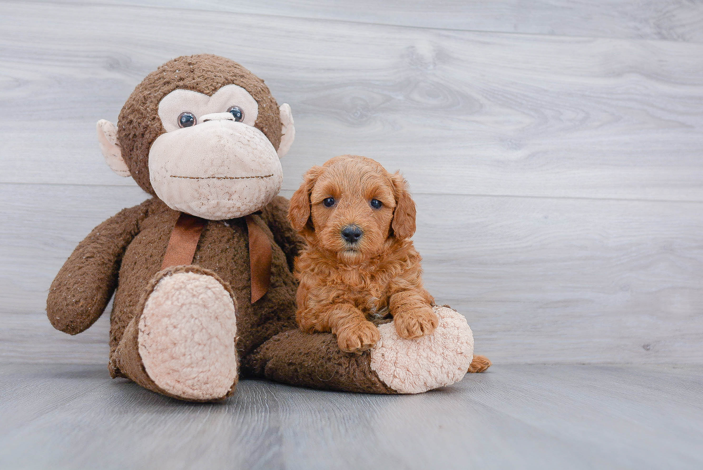 Mini Goldendoodle Pup Being Cute