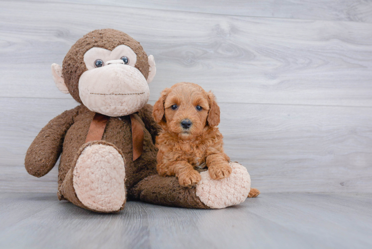 Mini Goldendoodle Pup Being Cute