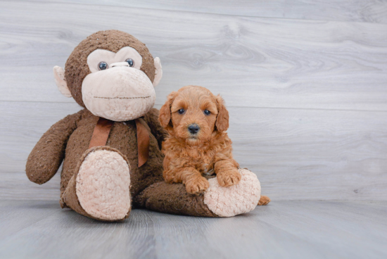 Mini Goldendoodle Pup Being Cute