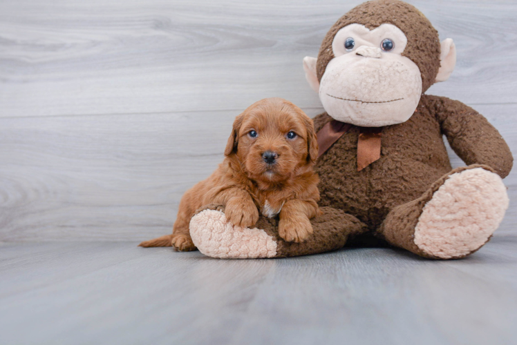 Mini Goldendoodle Pup Being Cute