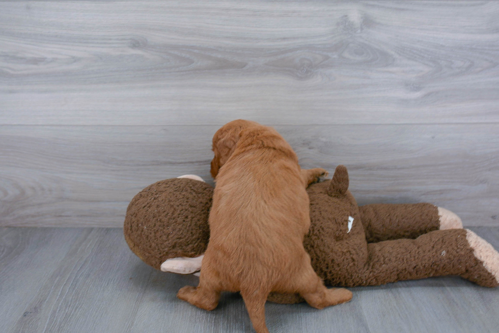 Cute Mini Goldendoodle Baby