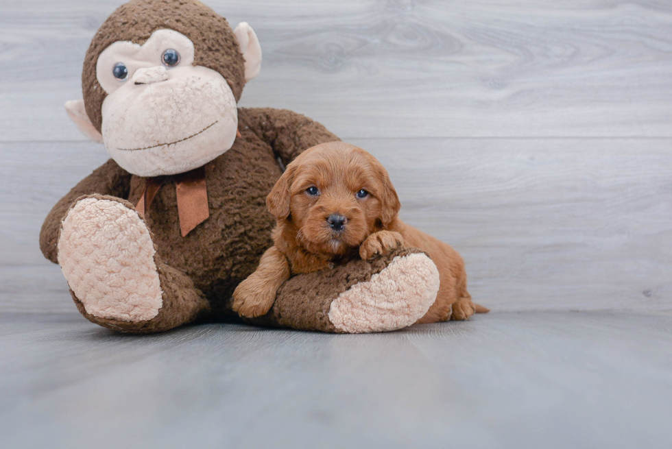 Mini Goldendoodle Puppy for Adoption