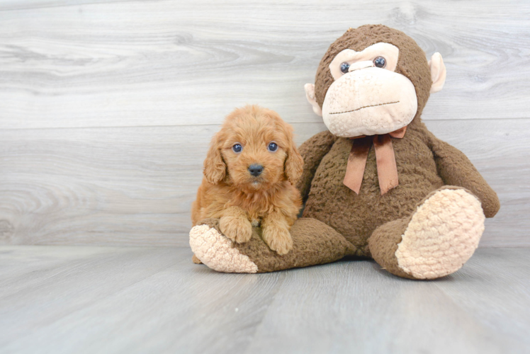 Mini Goldendoodle Pup Being Cute