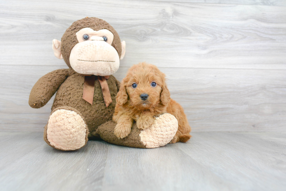 Mini Goldendoodle Pup Being Cute