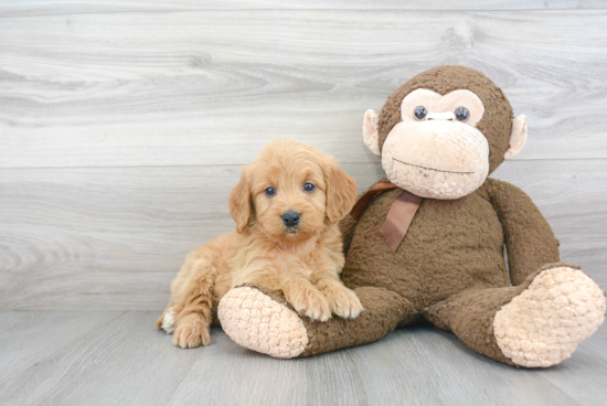 Friendly Mini Goldendoodle Baby