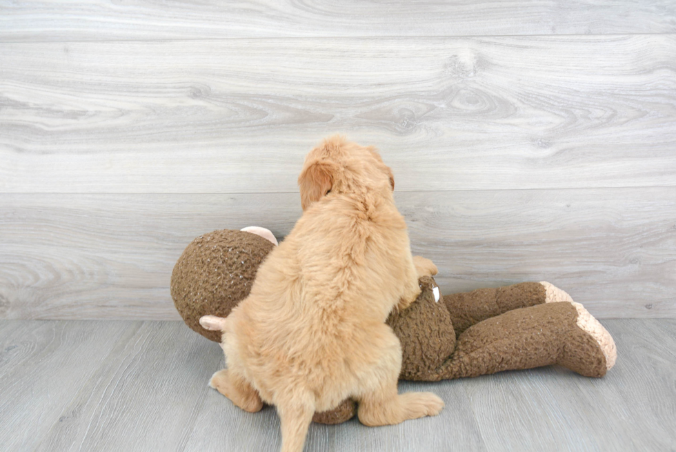 Mini Goldendoodle Pup Being Cute