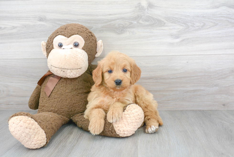 Happy Mini Goldendoodle Baby