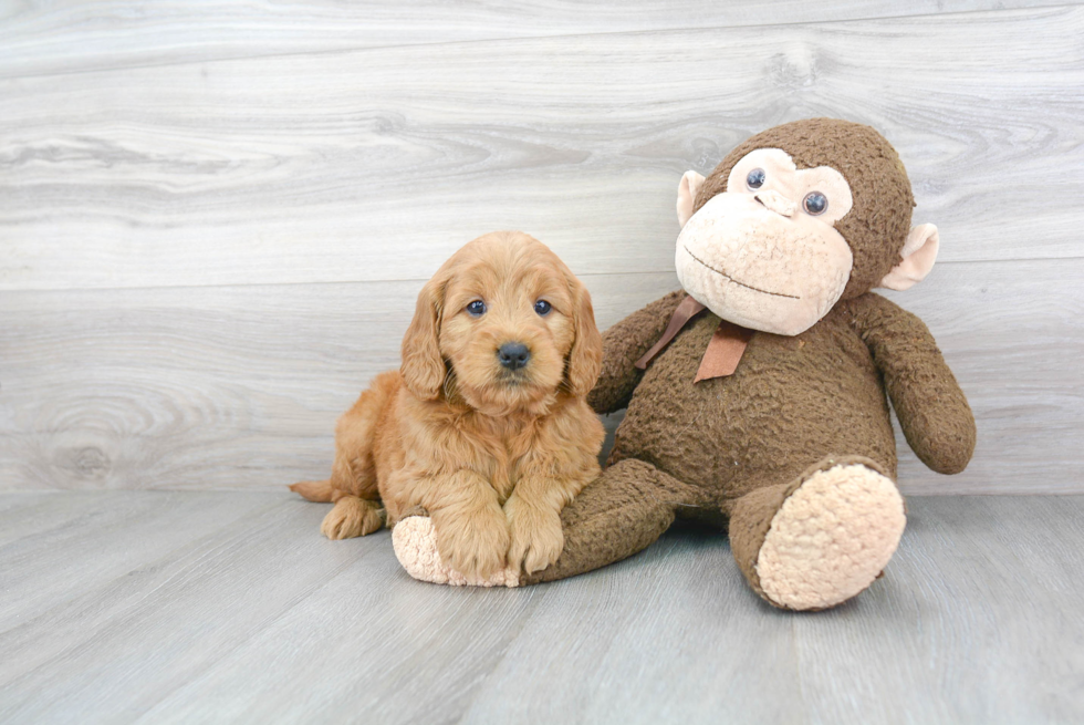 Petite Mini Goldendoodle Poodle Mix Pup