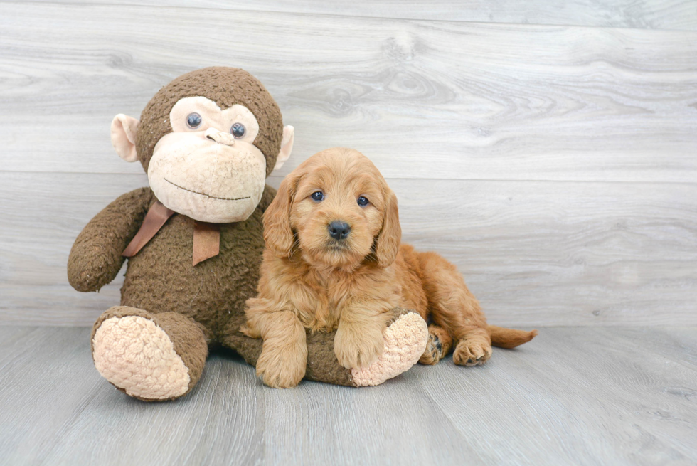 Energetic Golden Retriever Poodle Mix Puppy