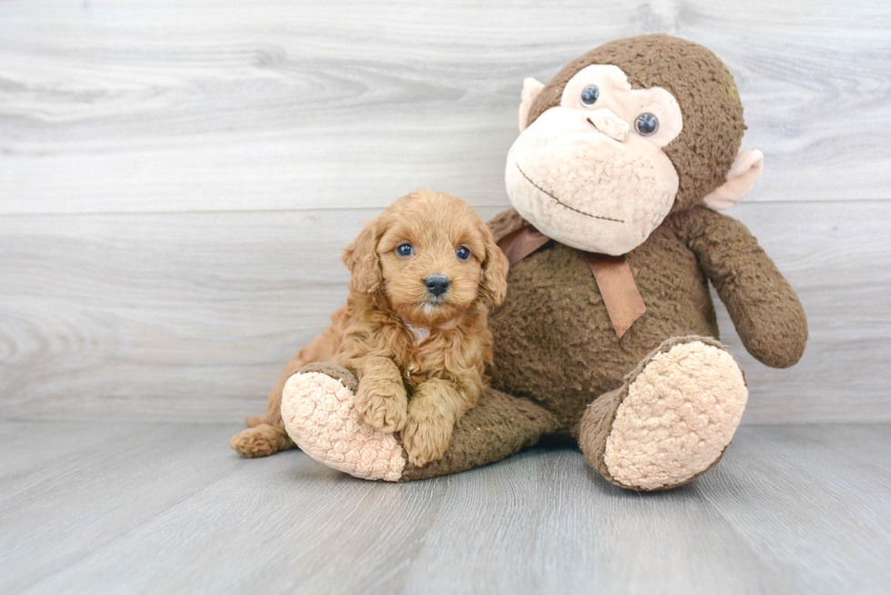 Mini Goldendoodle Puppy for Adoption