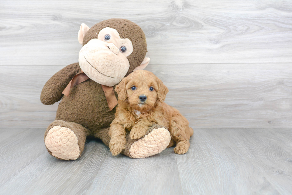 Mini Goldendoodle Pup Being Cute