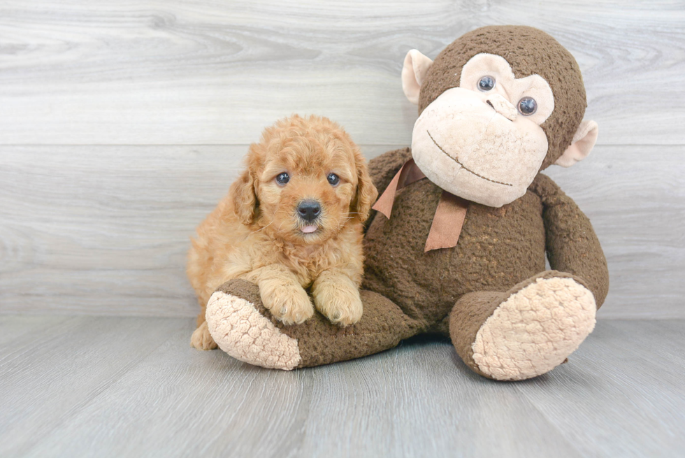 Cute Mini Goldendoodle Baby