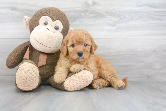 Mini Goldendoodle Puppy for Adoption