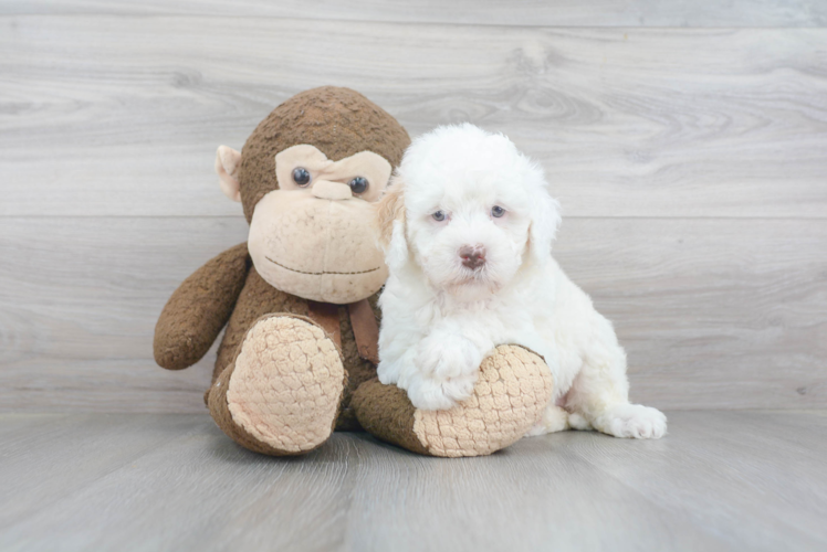 Small Mini Goldendoodle Baby