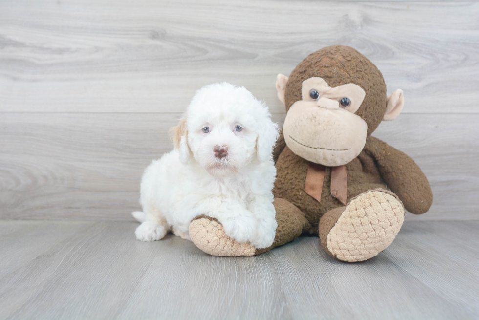 Mini Goldendoodle Puppy for Adoption