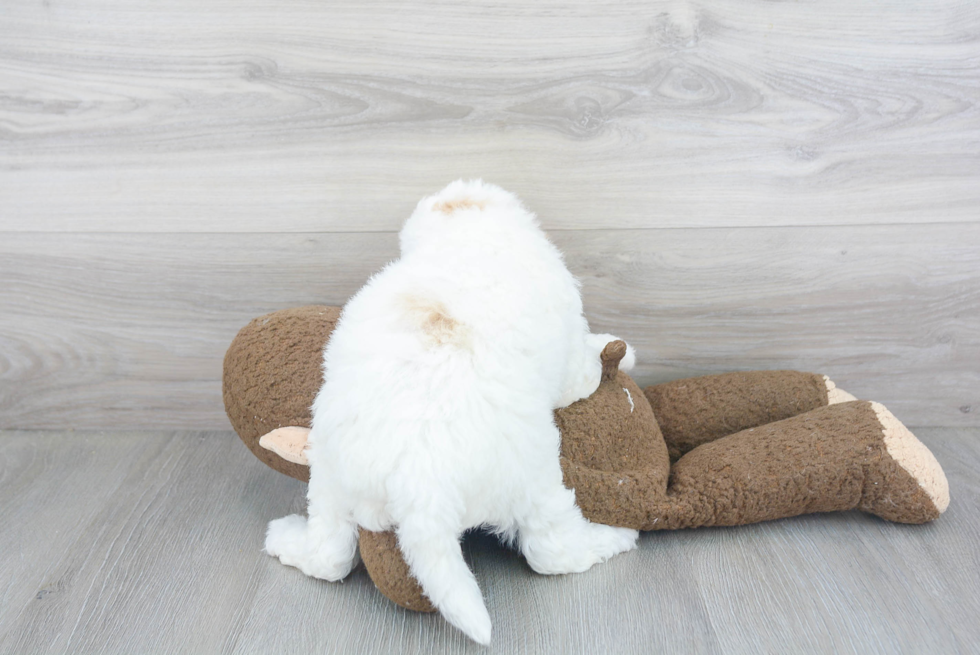 Cute Mini Goldendoodle Baby