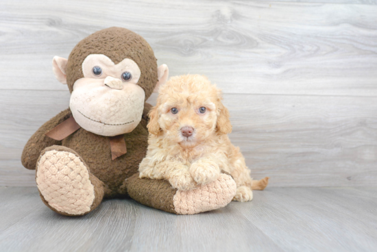 Mini Goldendoodle Puppy for Adoption