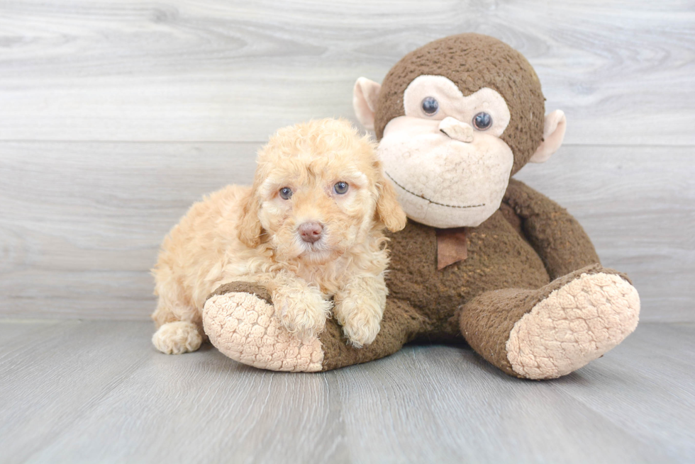 Best Mini Goldendoodle Baby