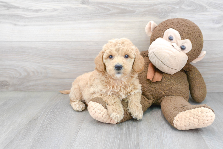 Smart Mini Goldendoodle Poodle Mix Pup