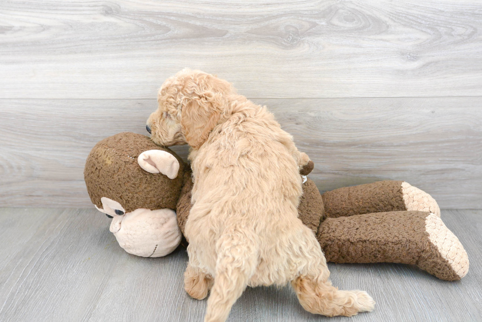 Best Mini Goldendoodle Baby