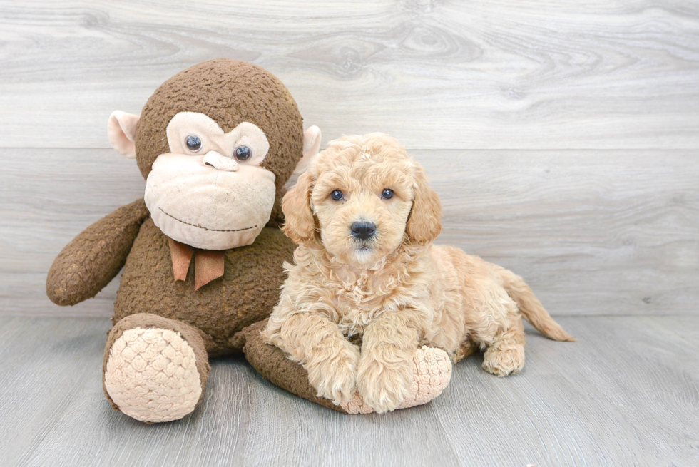 Mini Goldendoodle Puppy for Adoption