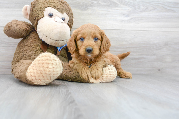 Best Mini Goldendoodle Baby