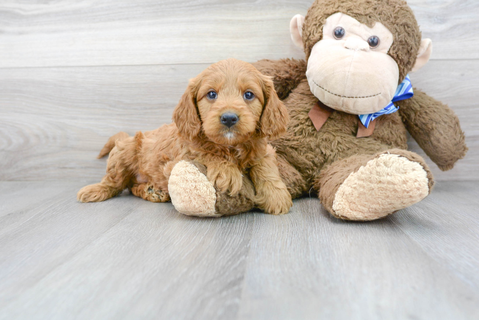 Energetic Golden Retriever Poodle Mix Puppy