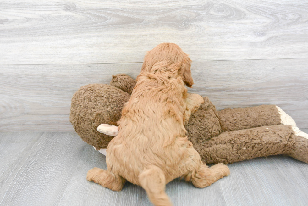 Best Mini Goldendoodle Baby