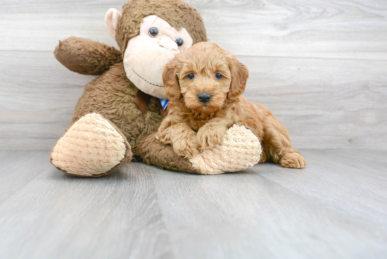 Mini Goldendoodle Pup Being Cute