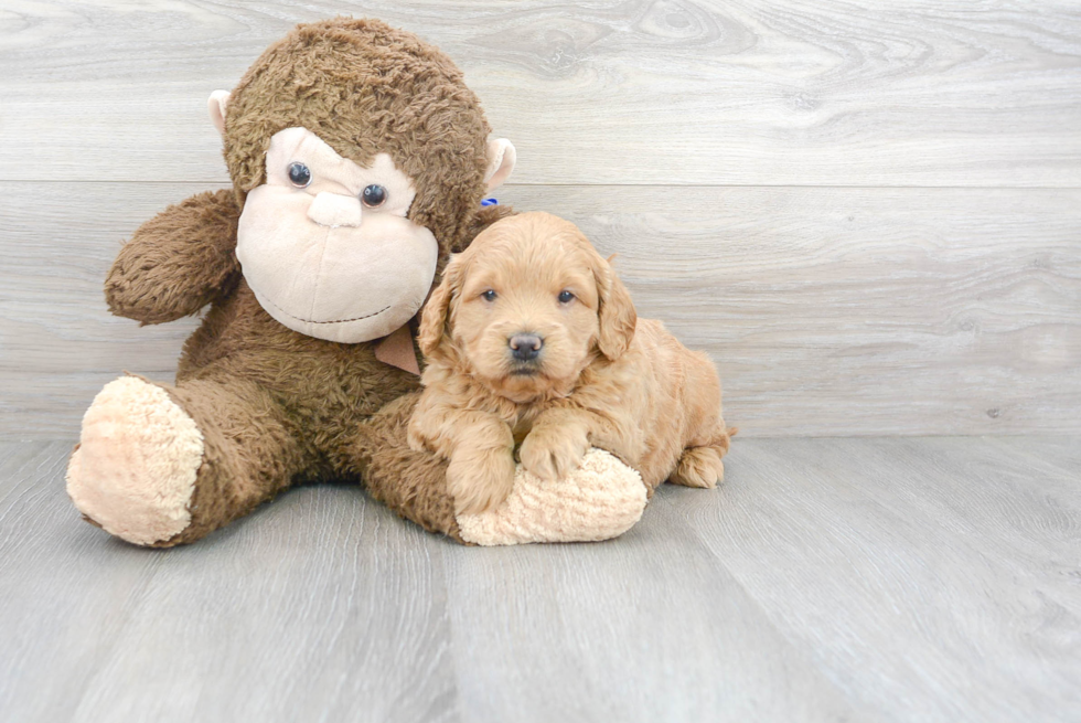 Cute Mini Goldendoodle Poodle Mix Pup