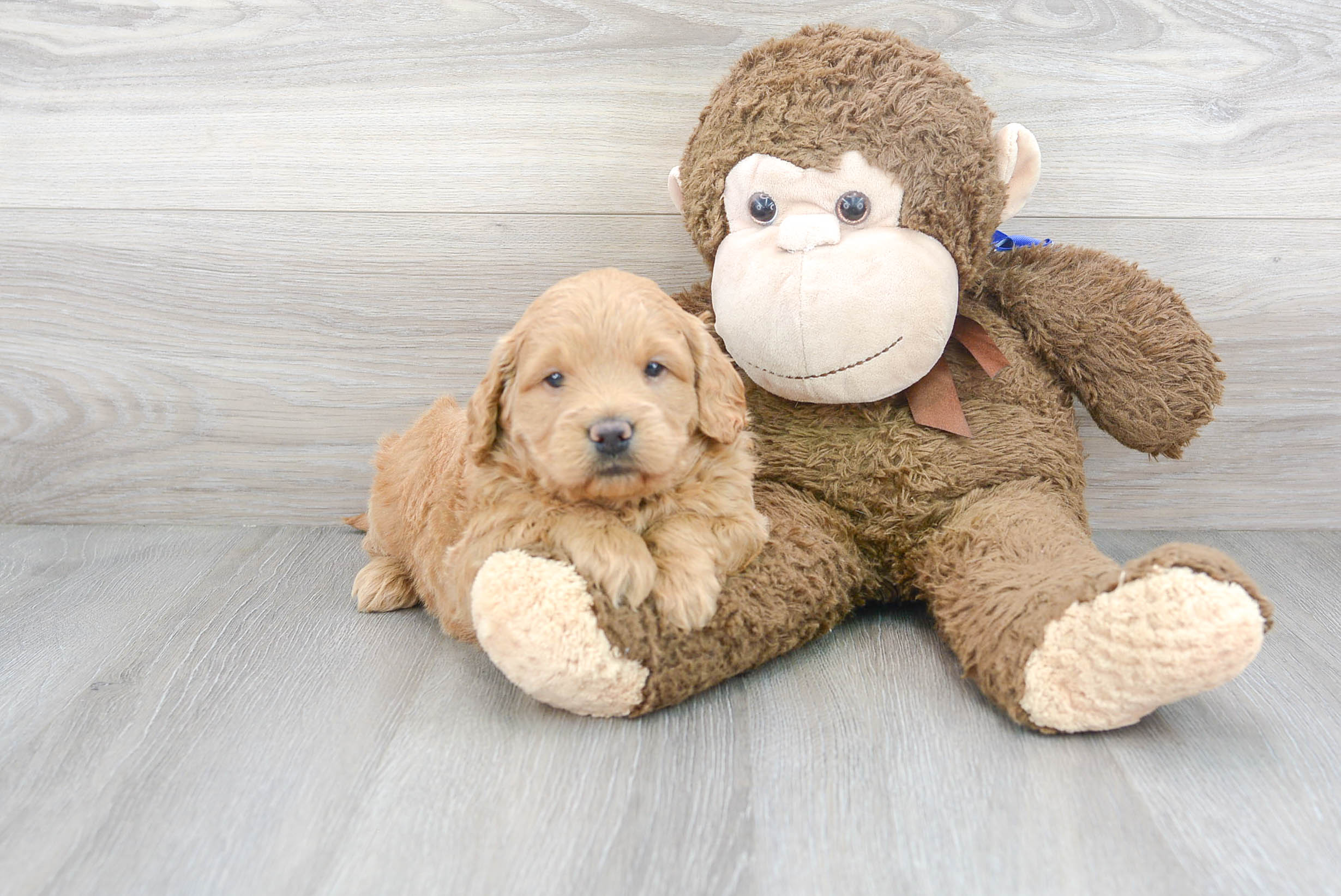 Mini Goldendoodle Pup Being Cute