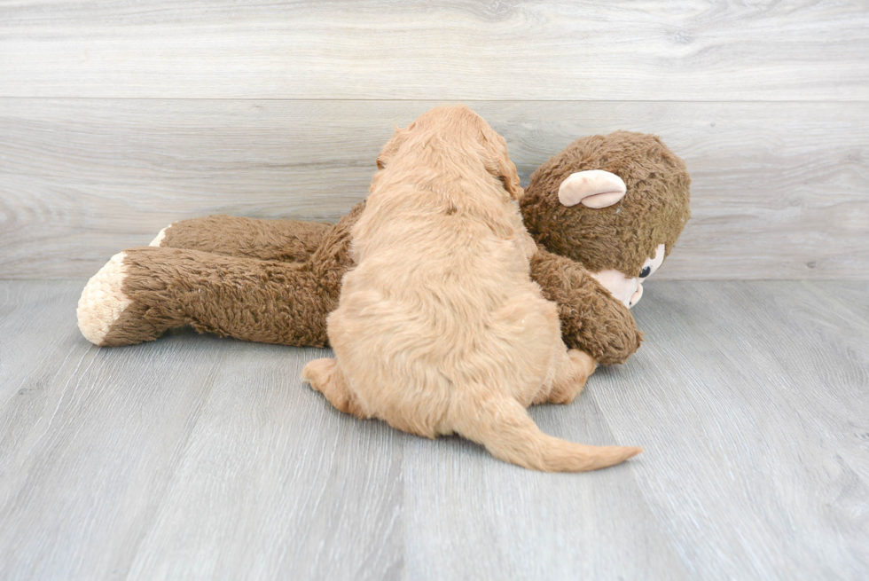 Cute Mini Goldendoodle Poodle Mix Pup