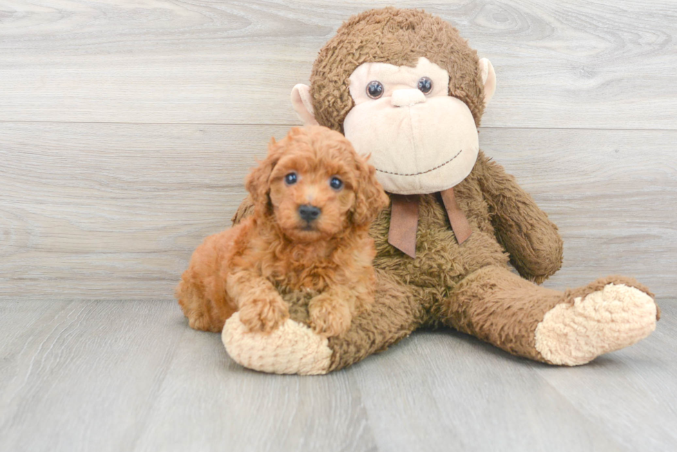 Small Mini Goldendoodle Baby