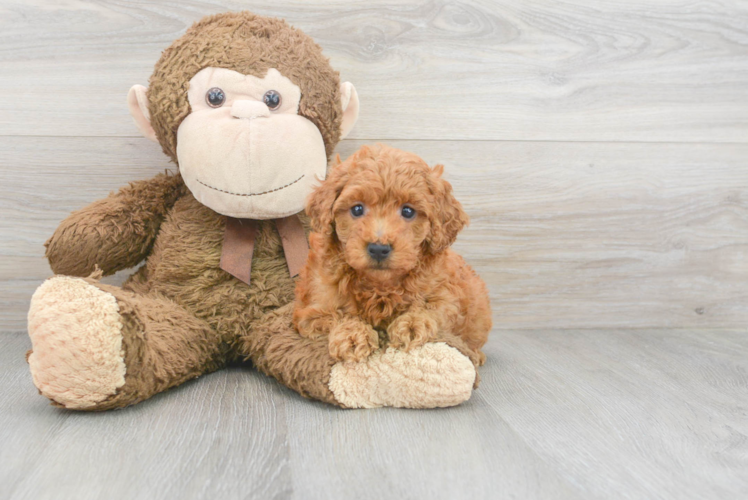 Mini Goldendoodle Puppy for Adoption