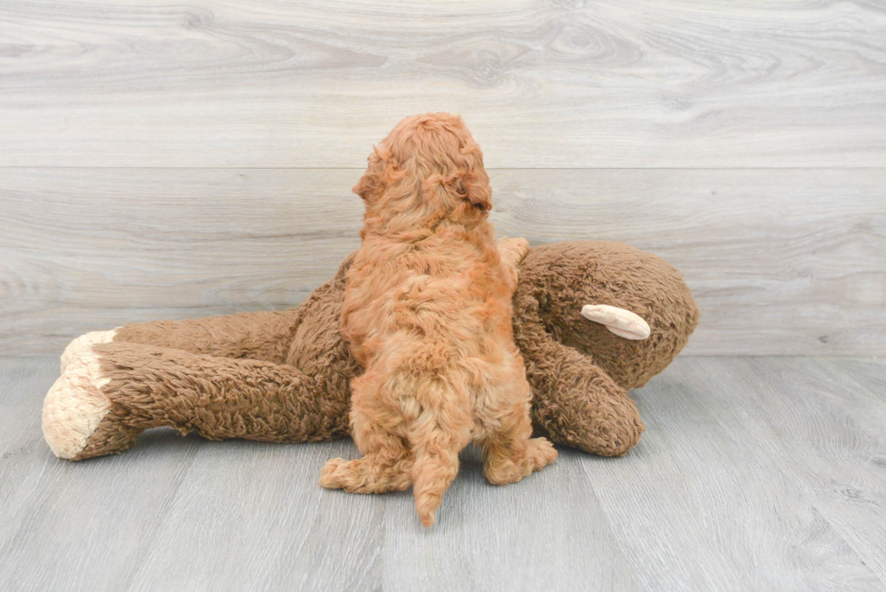 Mini Goldendoodle Puppy for Adoption