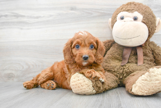 Mini Goldendoodle Puppy for Adoption