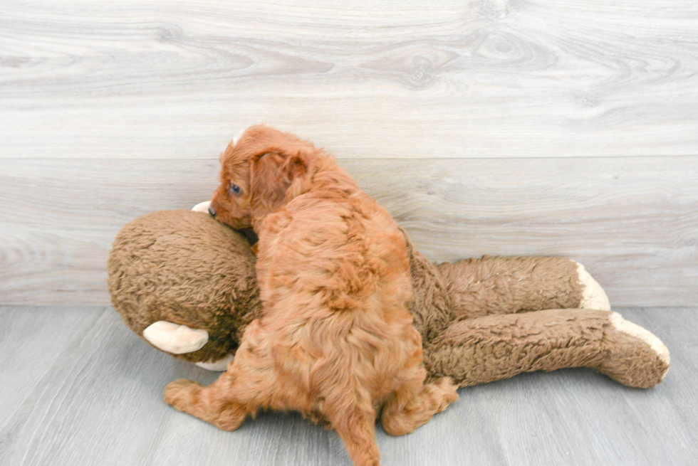 Mini Goldendoodle Puppy for Adoption