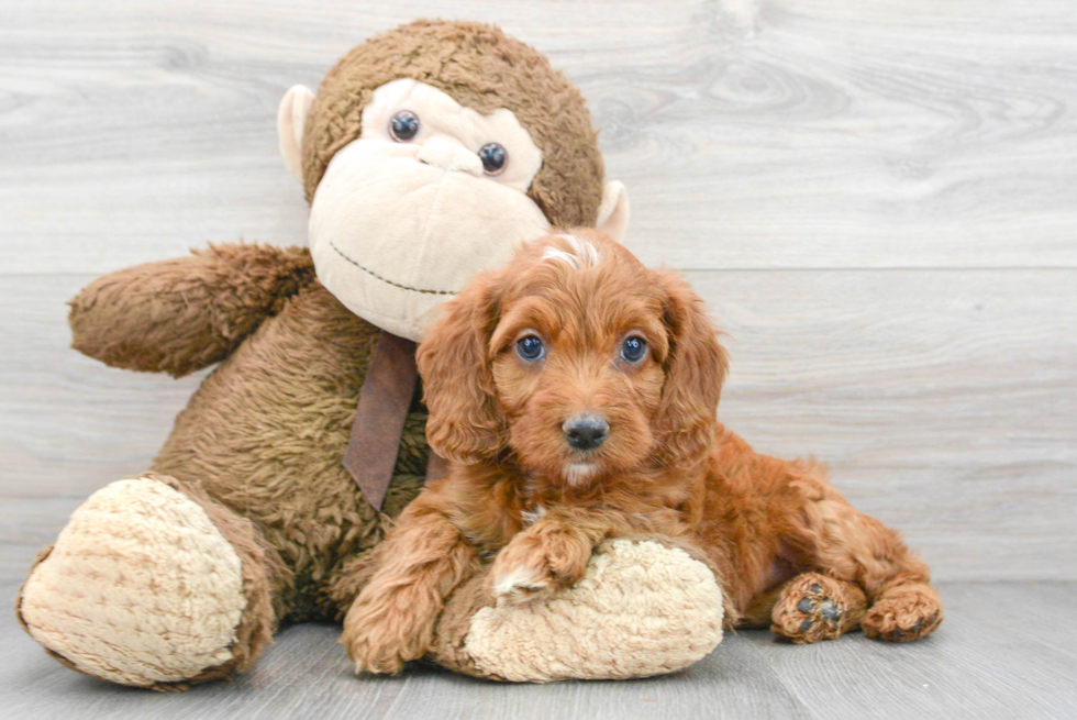 Best Mini Goldendoodle Baby