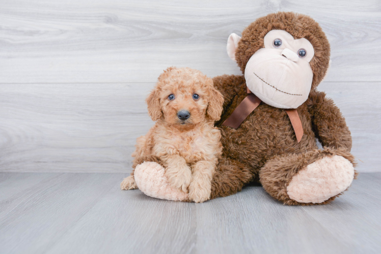 Mini Goldendoodle Pup Being Cute