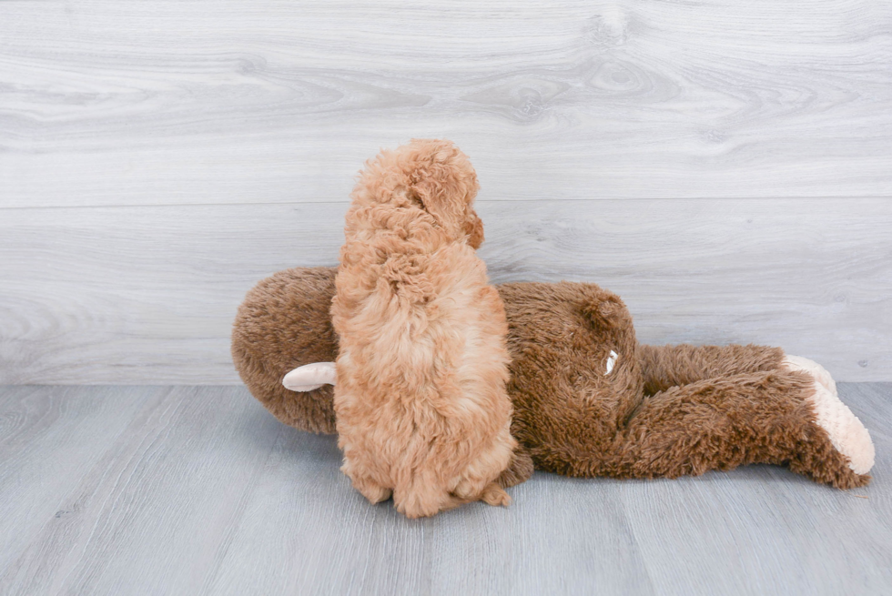 Mini Goldendoodle Pup Being Cute