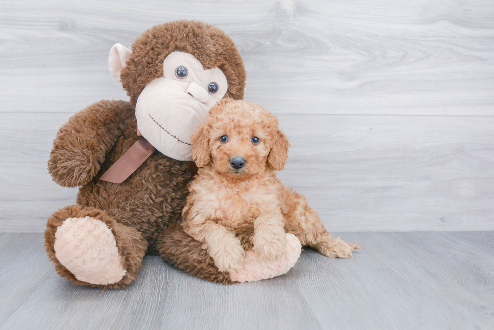 Popular Mini Goldendoodle Poodle Mix Pup