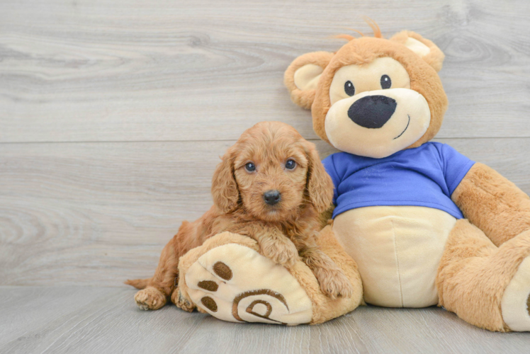 Hypoallergenic Golden Retriever Poodle Mix Puppy