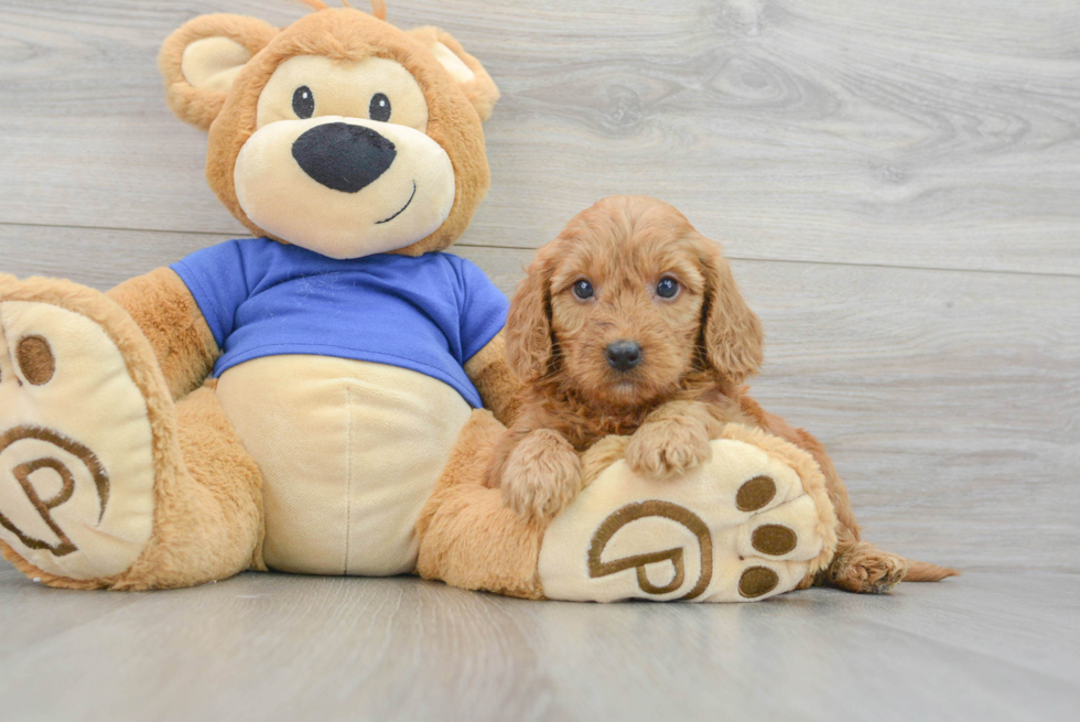 Best Mini Goldendoodle Baby
