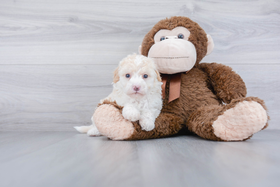 Hypoallergenic Golden Retriever Poodle Mix Puppy