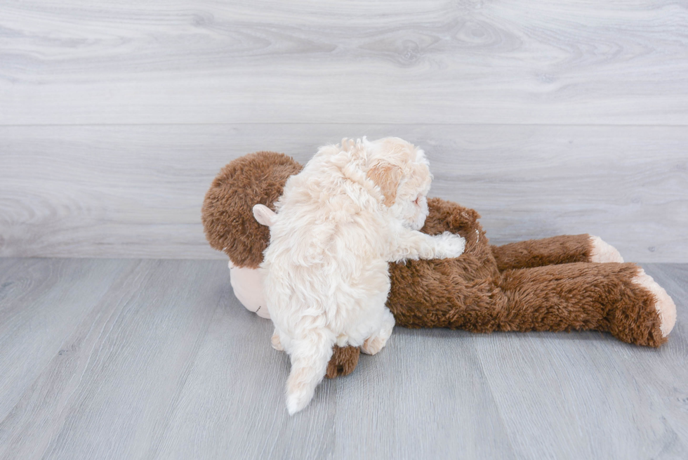 Adorable Golden Retriever Poodle Mix Puppy