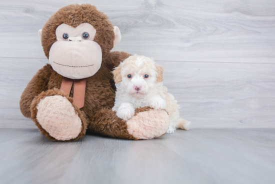 Sweet Mini Goldendoodle Baby