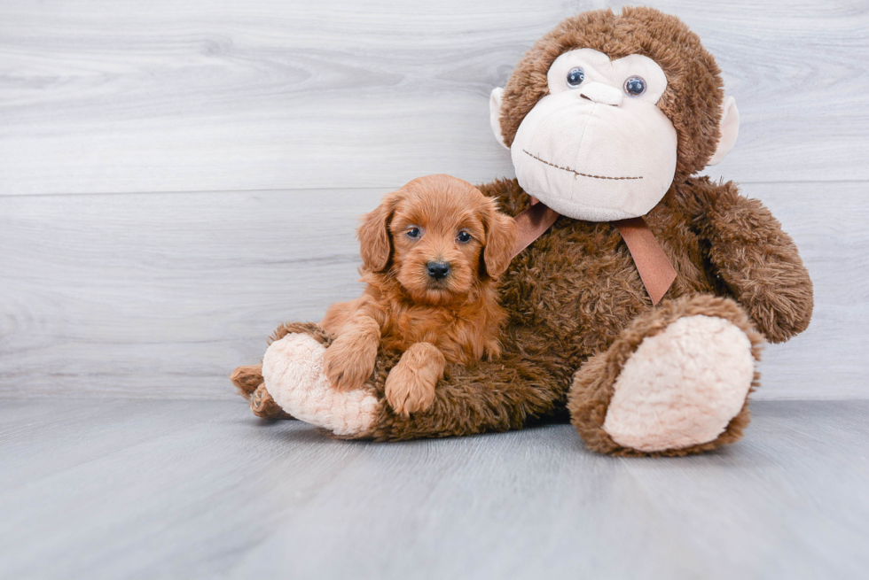 Funny Mini Goldendoodle Poodle Mix Pup