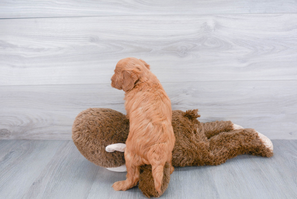 Mini Goldendoodle Pup Being Cute