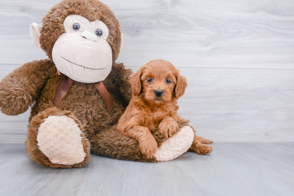 Little Golden Retriever Poodle Mix Puppy